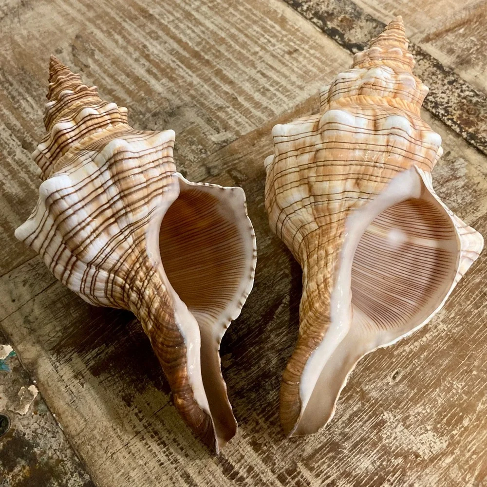 2 Seashells Cream / Light Orange / Brown Neutral Decor Beach Shell Nautical